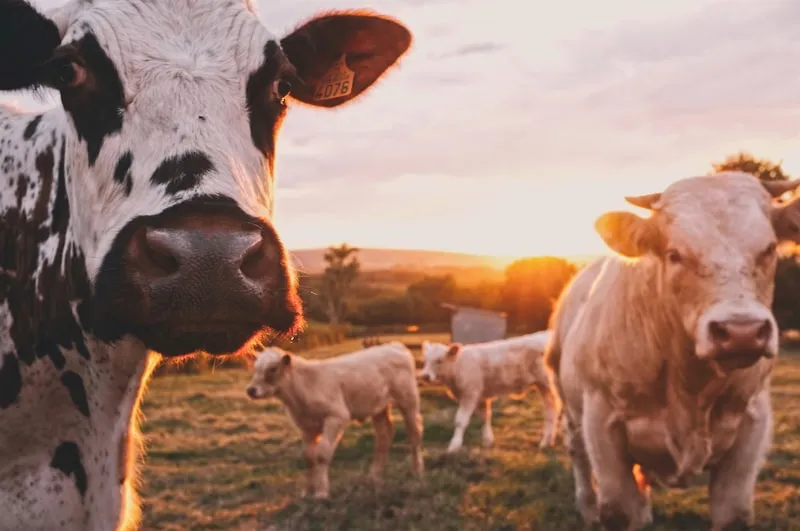 Precision agriculture and farm technology